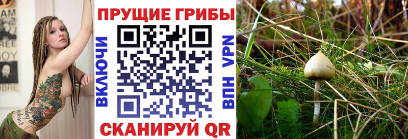 Псилоцибиновые грибы ЛСД  Купить закладки  Бабушкин 
